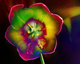 Rainbow_Tulip_Blossom